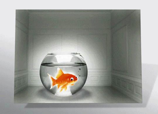 Goldfisch (Wechselbild)