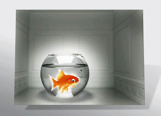 Goldfisch (Wechselbild) Goldfisch (Wechselbild)